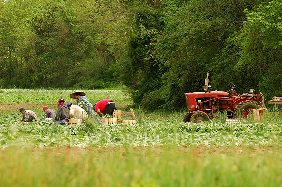 Field Workers